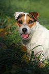 Jack Russell Terrier Portrait