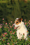 Jack Russell Terrier Portrait