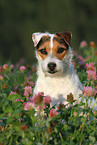 Jack Russell Terrier Portrait