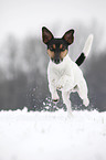 running Jack Russell Terrier