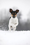 running Jack Russell Terrier