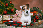 lying Jack Russell Terrier