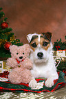 lying Jack Russell Terrier