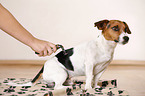 Jack Russell Terrier