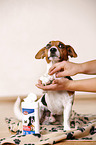 grooming