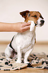 grooming