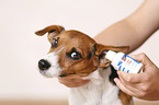 ear care