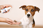 paw care