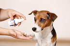paw care
