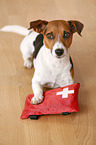 lying Jack Russell Terrier