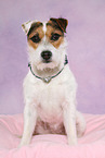 sitting Jack Russell Terrier