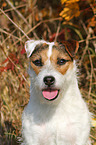 Jack Russell Terrier Portrait
