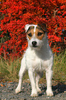 standing Jack Russell Terrier