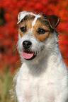 Jack Russell Terrier Portrait