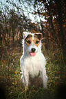 sitting Jack Russell Terrier