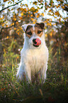 sitting Jack Russell Terrier