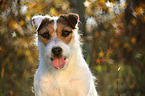 Jack Russell Terrier Portrait