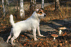 standing Jack Russell Terrier