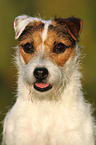 Jack Russell Terrier Portrait