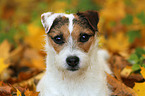 Jack Russell Terrier in autumn leaves