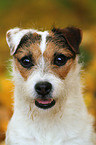 Jack Russell Terrier Portrait