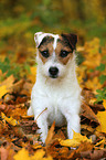 sitting Jack Russell Terrier in autumn leaves