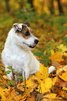 sitting Jack Russell Terrier in autumn leaves