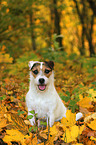 sitting Jack Russell Terrier in autumn leaves
