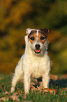 standing Jack Russell Terrier in sunset light