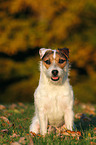 sitting Jack Russell Terrier in sunset light