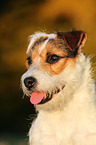 Jack Russell Terrier Portrait in sunset light