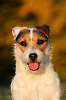 Jack Russell Terrier Portrait in sunset light