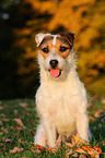 sitting Jack Russell Terrier in sunset light