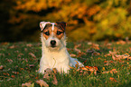 lying Jack Russell Terrier in sunset light