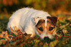 lying Jack Russell Terrier in sunset light