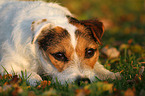 lying Jack Russell Terrier in sunset light