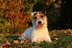 lying Jack Russell Terrier in sunset light