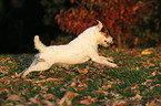 running Jack Russell Terrier in sunset light