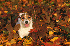 Jack Russell Terrier Portrait