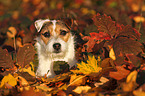 Jack Russell Terrier Portrait