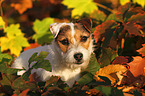 Jack Russell Terrier Portrait