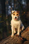 sitting Jack Russell Terrier