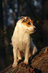sitting Jack Russell Terrier