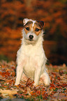 sitting Jack Russell Terrier