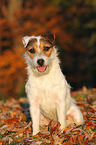 sitting Jack Russell Terrier