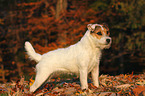 standing Jack Russell Terrier