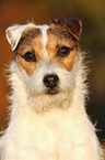 Jack Russell Terrier Portrait