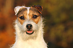 Jack Russell Terrier Portrait