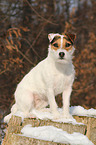 sitting Jack Russell Terrier in the snow
