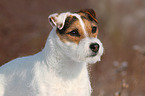 Jack Russell Terrier Portrait